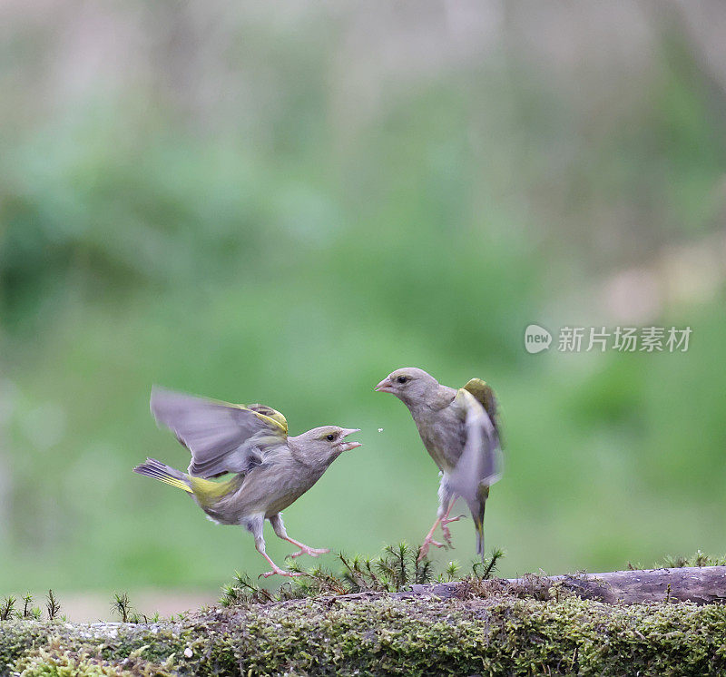 欧洲绿翅雀(Chloris Chloris):两只雌绿翅雀在争夺食物